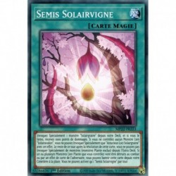 Semis Solairvigne (C) [MP22]