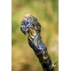 Baguette de Faust (Faust Wand)