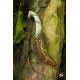 Couteau de lancer elfique et son Fourreau Marron (Elven Throwing Knife & Holder) - Epic Armoury