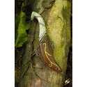 Couteau de lancer elfique et son Fourreau Marron (Elven Throwing Knife & Holder) - Epic Armoury