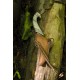 Couteau de lancer elfique et son Fourreau Marron (Elven Throwing Knife & Holder) - Epic Armoury