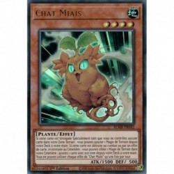 Chat Miaïs (UR) [BLMR]