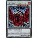 Dragon Rose Noire (QCSE) [TN23]