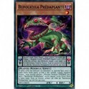 Bufolicula Prédaplante (C) [MP23]