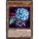 Rose Brillante (C) [MP23]