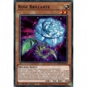 Rose Brillante (C) [MP23]