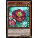 Camélia Naturia (SR) [MP23]
