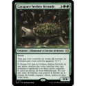 Verte - Carapace herbée féconde (R) [BLB]