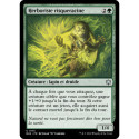 Verte - Herboriste risqueracine (U) [BLB]