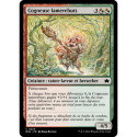 Multicolore - Cogneuse lamerebuts (C) [BLB]