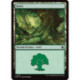 (Foil) Terrain - Forêt (V2) (L) [FDN]