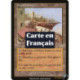 (Foil) Terrain - Haut marché (R) [MMQ]