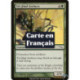 (Foil) Verte - Archers de Tel-Jilad (C) [MRD]