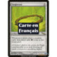 (Foil) Incolore - Racine de la Filandre (R) [MRD]