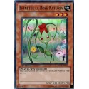 Epinette la Rose Naturia (SR) [HA02]