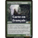 (Foil) Verte - Mage de la bibliothèque (R) [PLC]