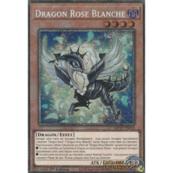 Dragon Rose Blanche (STAR) [MP25]