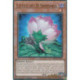 Lotus du D Samsara (UR) [MP25]