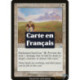 (Foil) Blanche - Champ fleurissant (U) [PR]