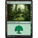 (Foil) Terrain - Forêt (V1) (L) [DOM]