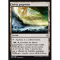 (Foil) Terrain - Sylves gangrenées (U) [BFZ]