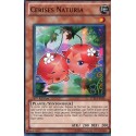 Cerises Naturia (SR) [STBL]