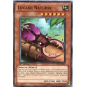 Lucane Naturia (C) [STBL]