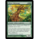 (Foil) Verte - Chêne cimenuage (C) [LRW]