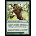 (Foil) Verte - Durécorce intrépide (R) [LRW]
