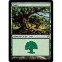 (Foil) Terrain - Forêt (V2) (L) [LRW]