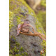 Crochet de maintien elfique (Elven Holster Hook) – Epic Armoury