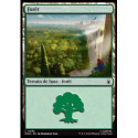 (Foil) Terrain - Forêt (V3) (L) [MSH]
