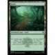 (Foil) Terrain - Forêt (V1) (L) [HOB]