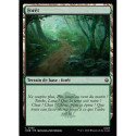 (Foil) Terrain - Forêt (V1) (L) [HOB]