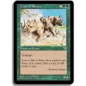 Verte - Deferlante de rhinoceros (C)