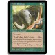 Verte - Elephant sauvage (C)