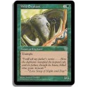 Verte - Elephant sauvage (C)