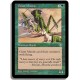 Verte - Mante geante (C)