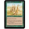 Verte - Suricate du karroo (U)