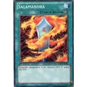 Salamandra (C) [LCJW]