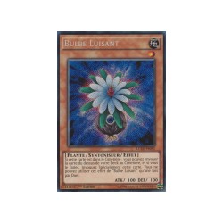 Bulbe Luisant (STR) [LC5D]