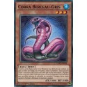 Cobra Berceau-gris (C) [DOCS]