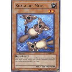 Koala des Mers (C)