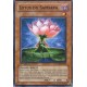 Lotus du Samsara (C)