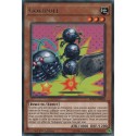 Gokipole (R) [SOFU]