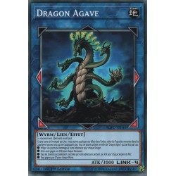 Dragon Agave (C) [SOFU]