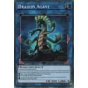 Dragon Agave (C) [SOFU]