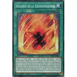 Volonté de la Salamangrande (C) [SOFU]