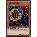 Mandragore  (C) [SBSC]