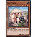 Boycoton (C) [MP19]